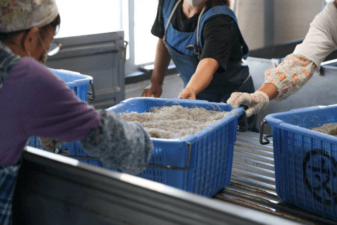 しらすを釜あげする作業