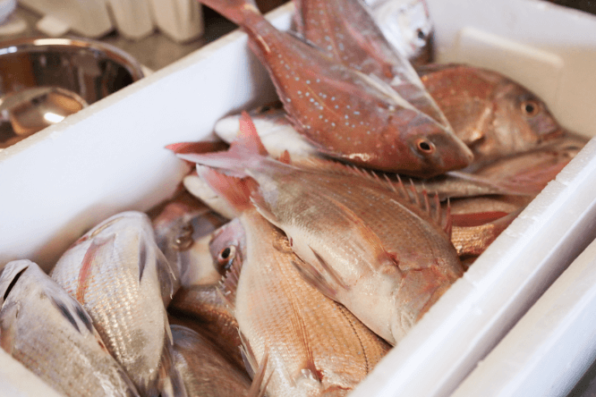 獲れたての真鯛