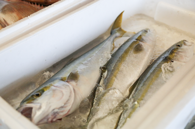 獲れたてのイナダ