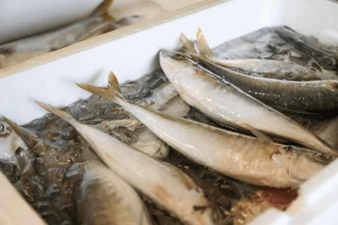 獲れたての真鯵